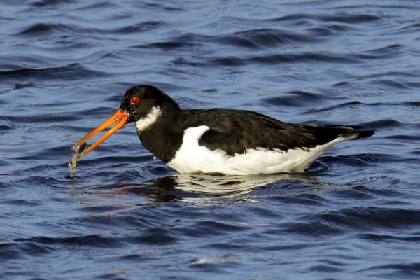 An Oystercatcher hunting in shallow water at Broadmeadows Estuary, Dublin