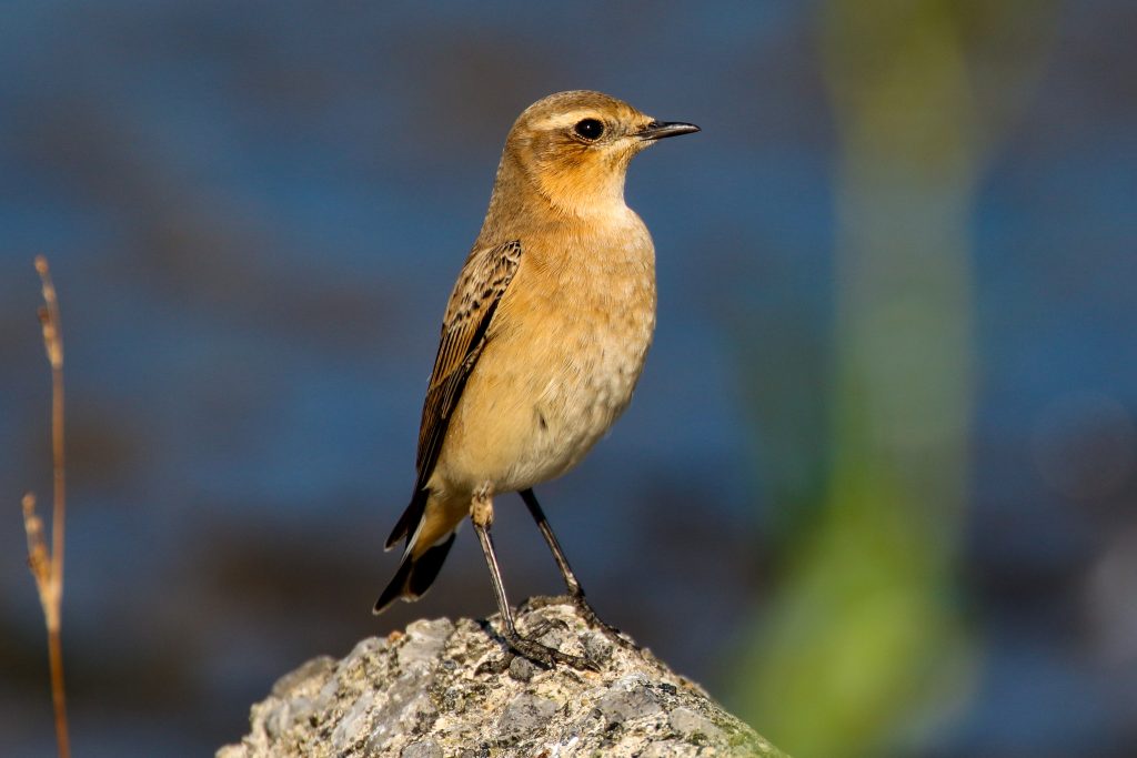 bird watching dublin