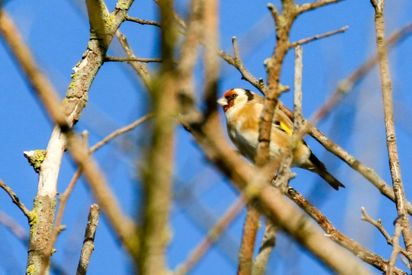 A Godfinch high in a tree at Broadmeadows Estuary, Dublin