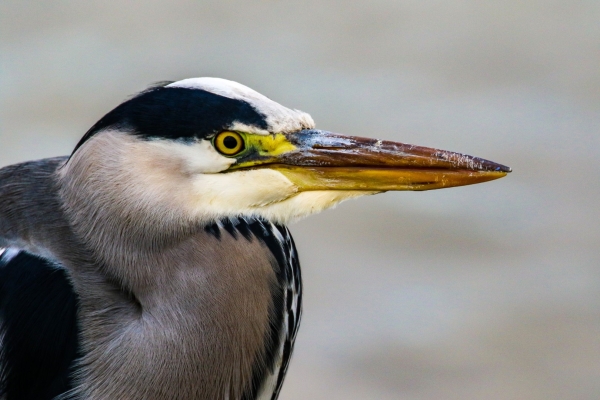 A Grey Heron stares with its yellow eye - Broadmeadows Estuary, Dublin