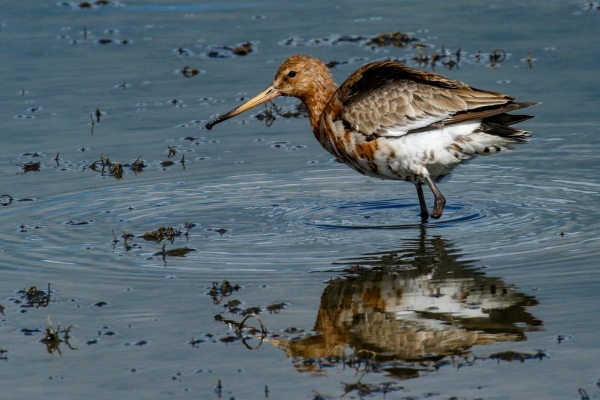 A Black Tailed Godwit can still hunt with only one leg - Broadmeadows Estuary, Dublin