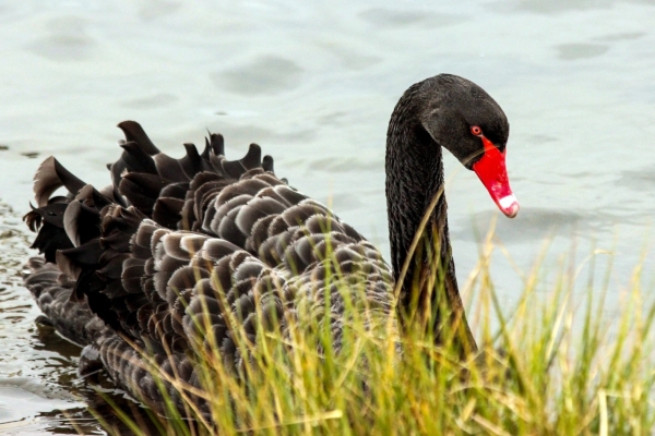 A Black Swan is an unusual visitor to Broadmeadows Estuary, Dublin