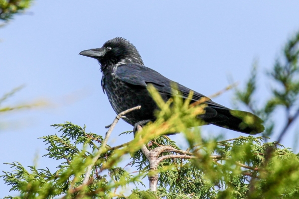A Carrion Crow / Hooded Crow Hybrid at Broadmeadows Estuary, Dublin