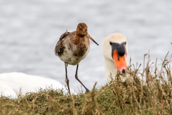 A Black Tailed Godwit observed by a Mute Swan at Broadmeadows Estuary, Dublin