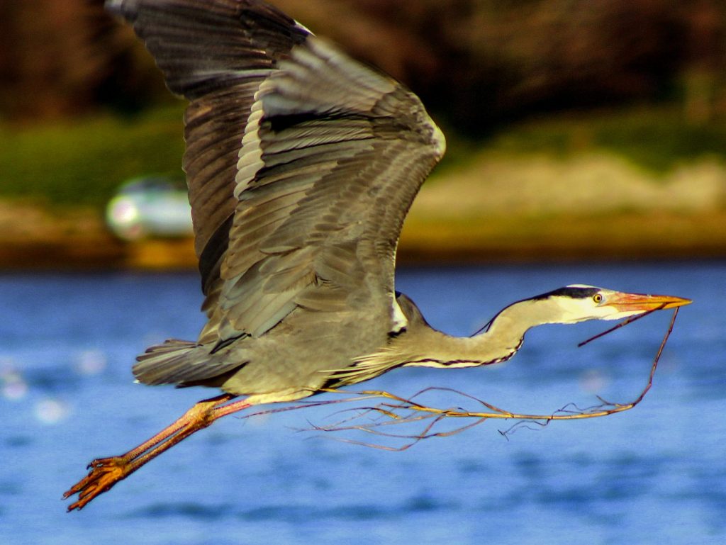 bird watching dublin