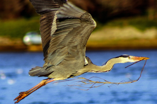 A Grey Heron in flight with nesting material, Broadmeadows Estuary, Dublin