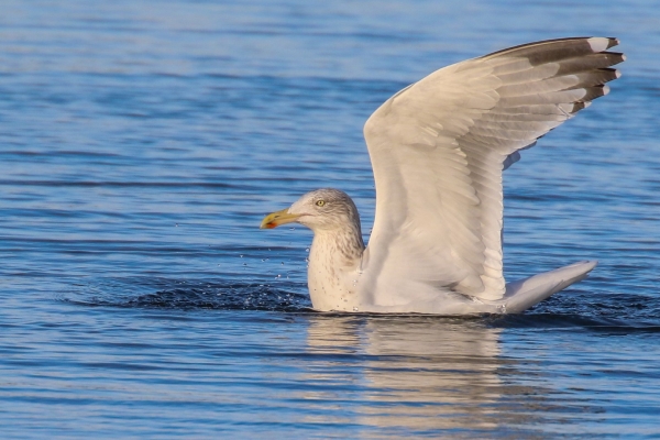 A Herring Gull showing off its plumage at Broadmeadows Estuary, Dublin