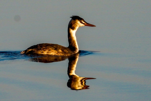 A Great Crested Grebe with a perfect reflection in the still water of Broadmeadows Estuary, Dublin