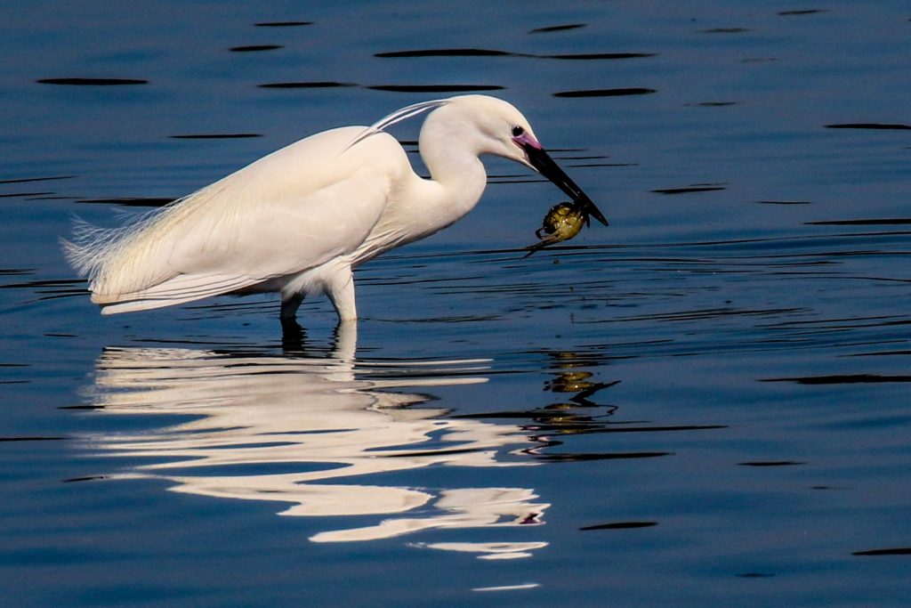 bird watching dublin