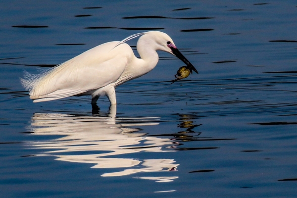 A Little Egret catches a crab at Broadmeadows Estuary, Dublin