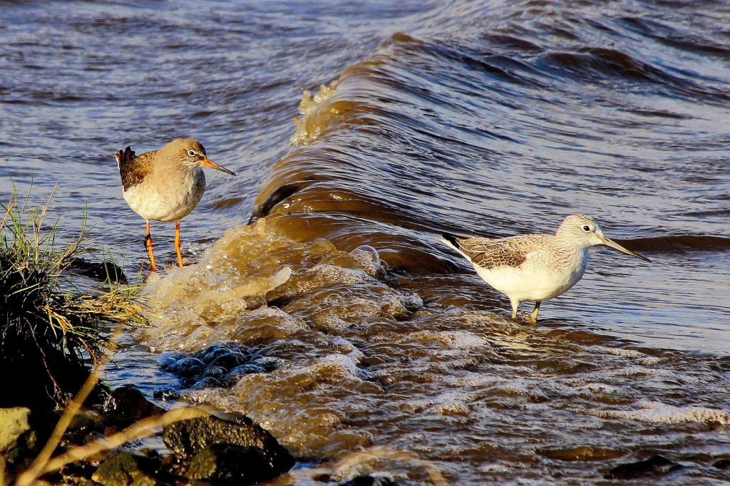 bird watching dublin