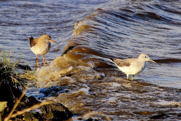 A Redshank and a Greenshank at the waters edges, Broadmeadows Estuary, Dublin