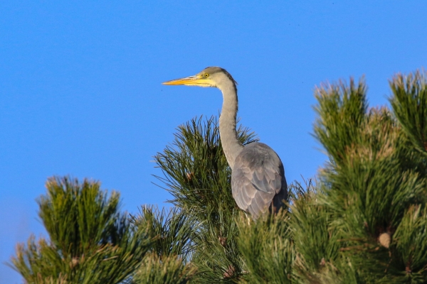 A Grey Heron perched in a pine tree at Broadmeadows Estuary, Dublin
