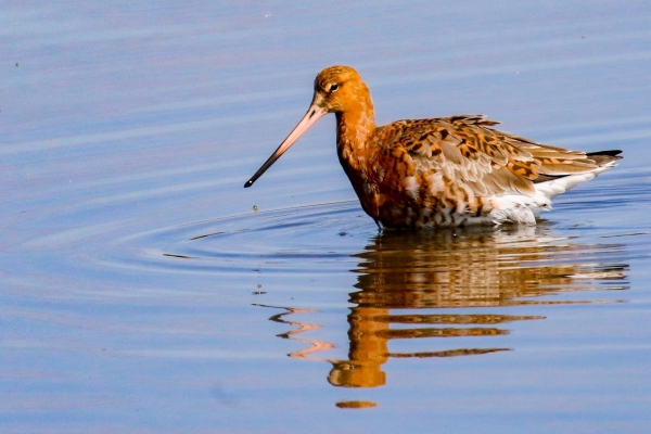 Low Evening sunlight enhances the colour of this Black Tailed Godwit at Broadmeadows Estuary, Dublin