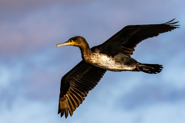 A Cormorant about to touch down on the water of Broadmeadows Estuary, Dublin