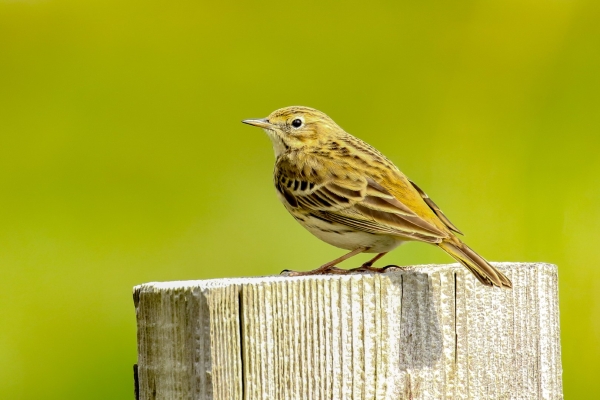 A Meadow Pipit stands out against the grass in the background at Broadmeadows Estuary, Dublin