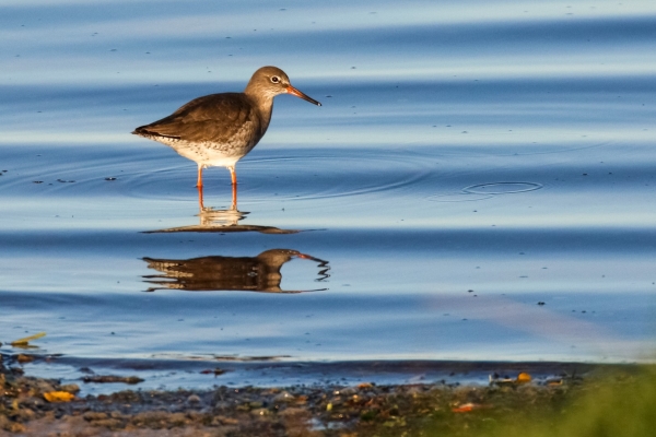 A Redshank leaves ripples on the surface of the water at Broadmeadows Estuary, Dublin