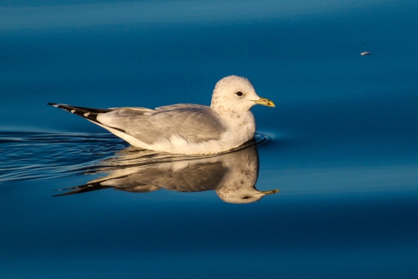 A Common Gull is reflected in the clear blue water of Broadmeadows Estuary, Dublin