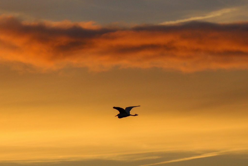 bird watching dublin