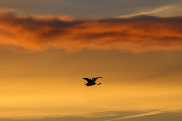A Little Egret in silhouette against the evening sky at sunset - Broadmeadows Estuary, Dublin