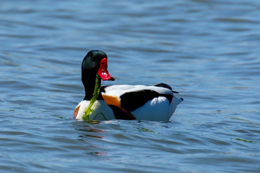 bird watching dublin