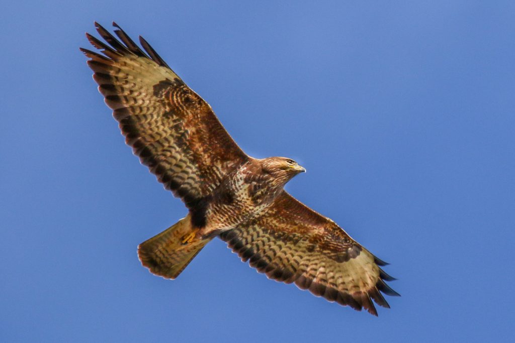 Birds of Broadmeadows Estuary, Dublin