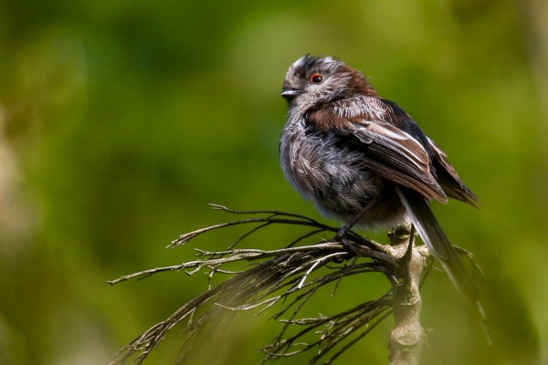 A Long Tailed Tit sites on top of a tree at Bohernabreena Reservoir, Dublin