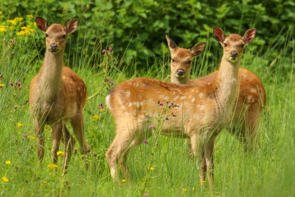 Three Sika Deer stare at the camera in Bohernabreena, Dublin