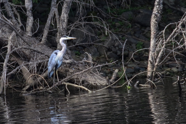 Grey Heron standing 0n tree branch at the edge of the lake in Bohernabreena Reservoir, Dublin