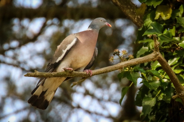 A Wood Pigeon perched on a tree branch in Bohernabreena, Dublin