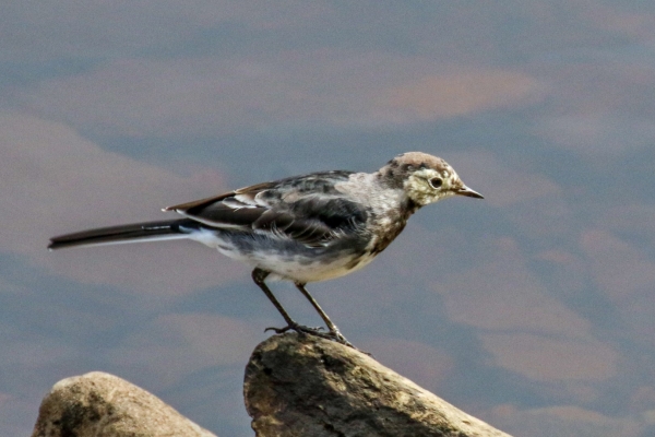 Pied Wagtail perched on a rock