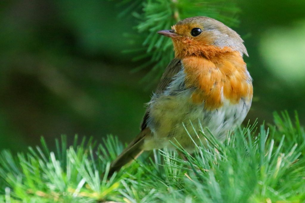 bird watching dublin