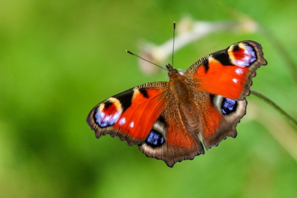 A Peacock Butterfly on a blade of grass in Bohernabreena