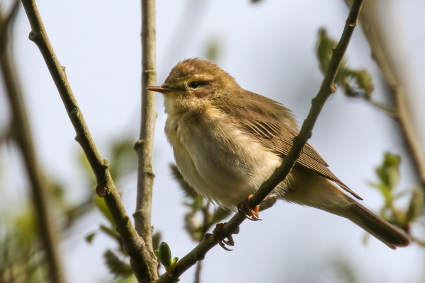 A Willow Warbler sitting on a tree branch at Bohernabreena Reservoir, Dublin