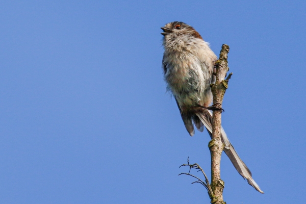 Long Tailed Tit perced on top of a branch with blue sky in the background
