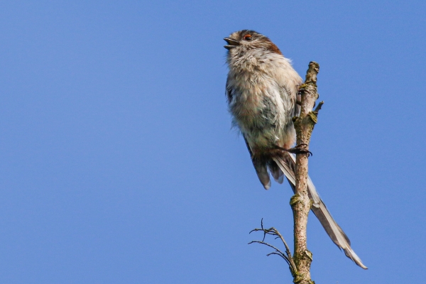 Long Tailed Tit perced on top of a branch with blue sky in the background