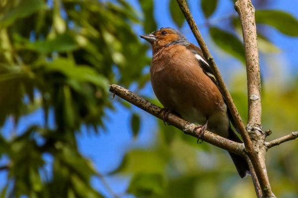 Chaffinch sitting in a tree with blue sky in the background