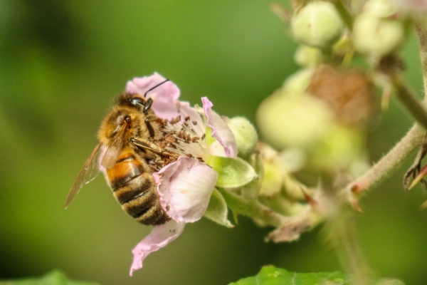 A bee searching for nectar on a pink flower!