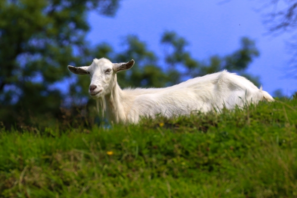 A White Goat looks down from the top of a hill at Bohernabreena Reservoir