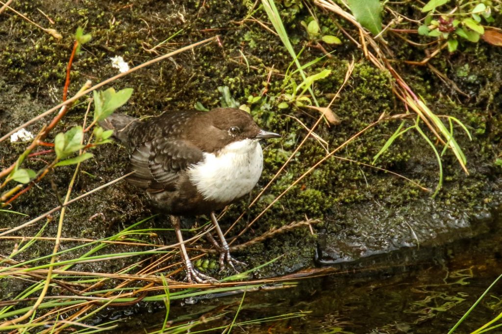 On the Dodder River