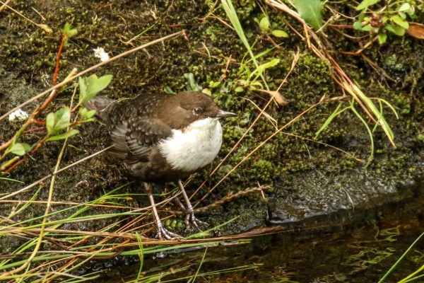 A Dipper sits on the edge of the River Dodder in Bohernabreena Reservoir, Dublin