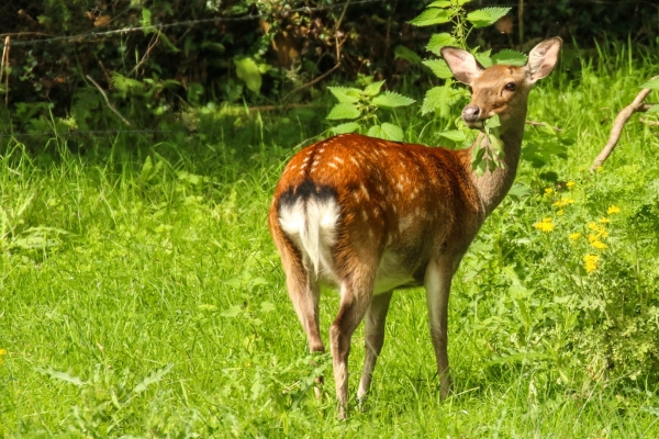 A Sika Deer chews leaves in a field at Bohernabreena Reservoir, Dublin