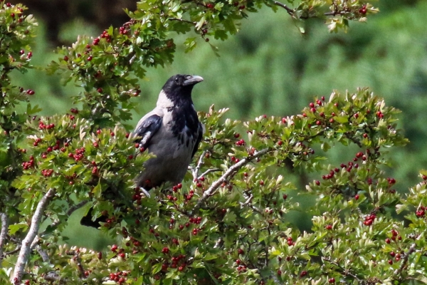 A Hooded Crow deeding on red berries in a bush