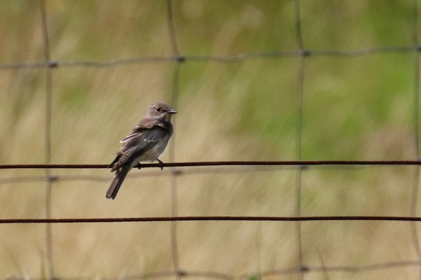 Spotted Flycatcher sitting on wire fence with grass in the background