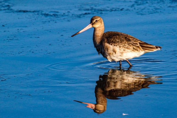 Black Tailed Godwit reflected in the blue water at Broadmeadows Estuary, Dublin