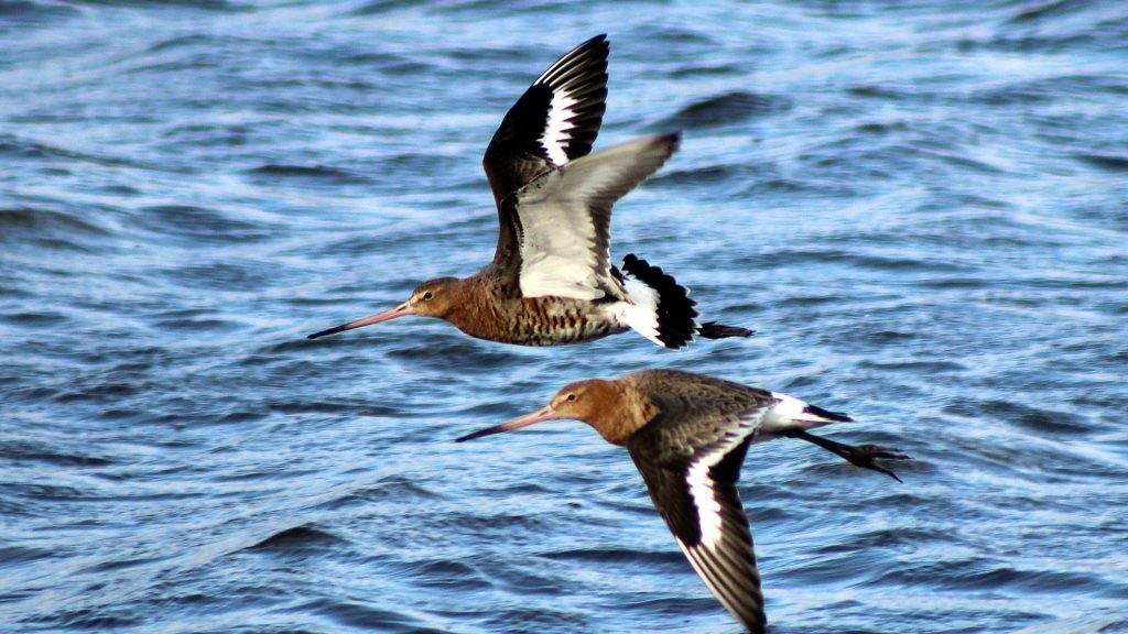 Birds Ireland