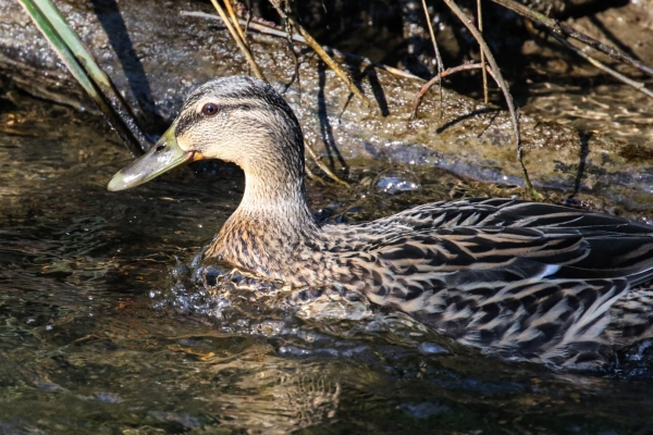 A Mallard swims in the Broadmeadows Estuary, Swords, Dublin