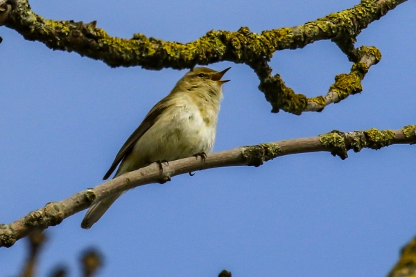 A Chiffchaff sings from high in a tree at Balheary Park, Dublin