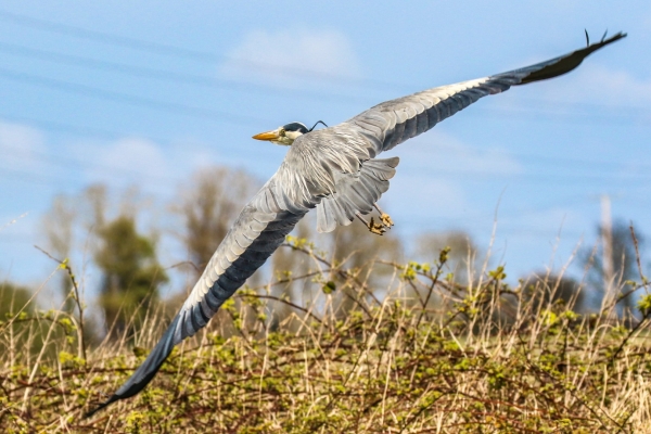 A Grey Heron with wings spread wide, flies from the Broadmeadows River, Dublin