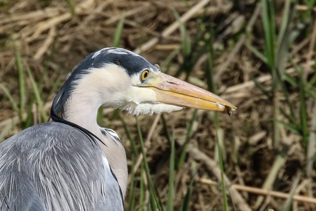 Grey Heron Swords